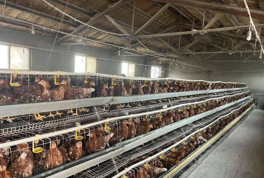 小众送妈妈的花有哪些花