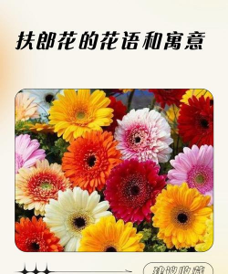 小众送妈妈的花有哪些花