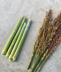 小众送妈妈的花有哪些花