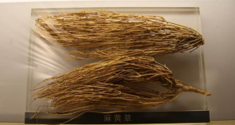 麻黄碱从什么植物提取