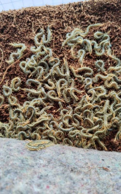 小众送妈妈的花有哪些花