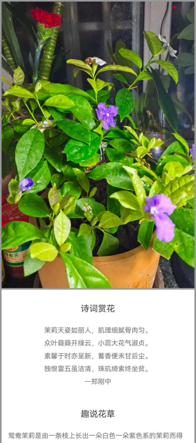 小众送妈妈的花有哪些花