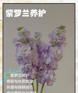 小众送妈妈的花有哪些花