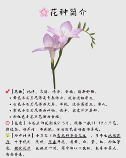小众送妈妈的花有哪些花