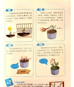 小众送妈妈的花有哪些花