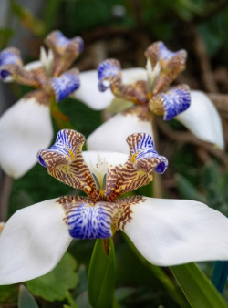小众送妈妈的花有哪些花