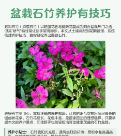 小众送妈妈的花有哪些花