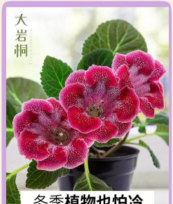 小众送妈妈的花有哪些花