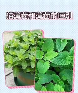 猫薄荷和薄荷的区别