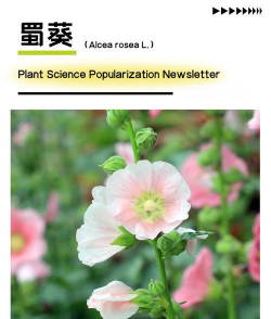 小众送妈妈的花有哪些花