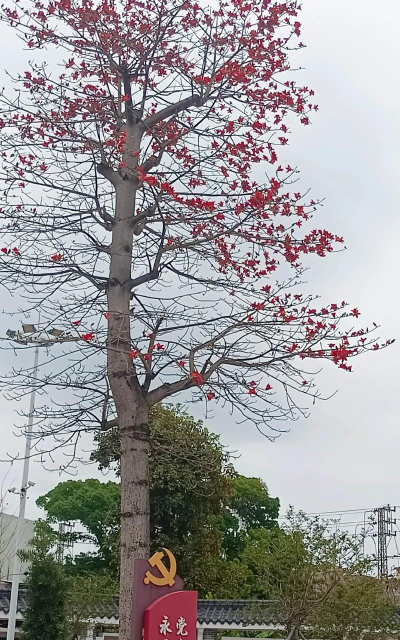 小众送妈妈的花有哪些花