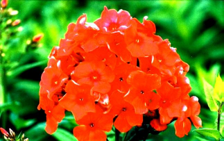 小众送妈妈的花有哪些花