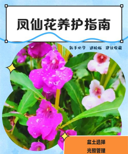 凤仙花的养护方法