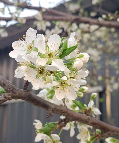 小众送妈妈的花有哪些花