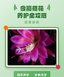 小众送妈妈的花有哪些花