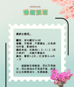 小众送妈妈的花有哪些花