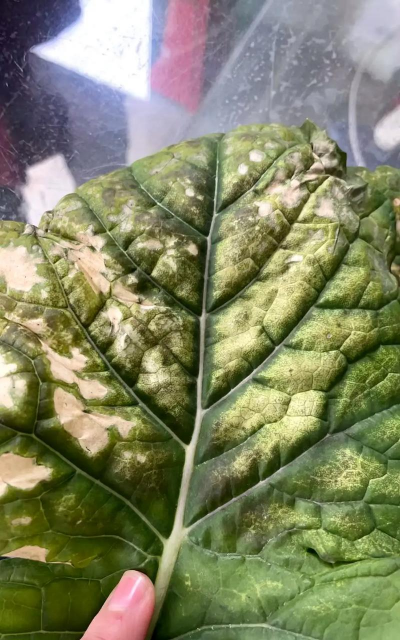 小众送妈妈的花有哪些花