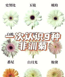 小众送妈妈的花有哪些花