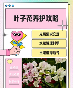 小众送妈妈的花有哪些花