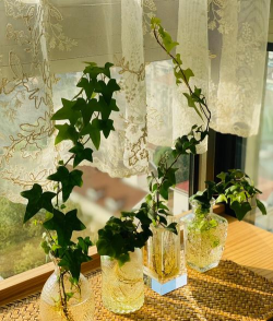 小众送妈妈的花有哪些花