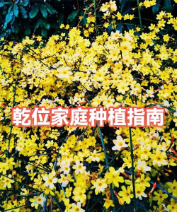 小众送妈妈的花有哪些花