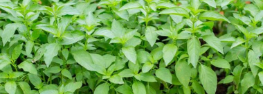 小众送妈妈的花有哪些花