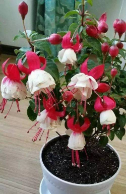 小众送妈妈的花有哪些花