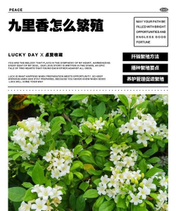 小众送妈妈的花有哪些花