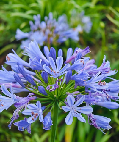 小众送妈妈的花有哪些花