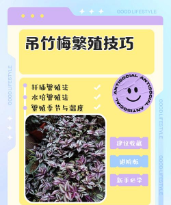 小众送妈妈的花有哪些花