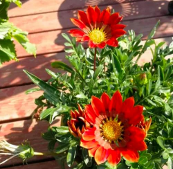 小众送妈妈的花有哪些花