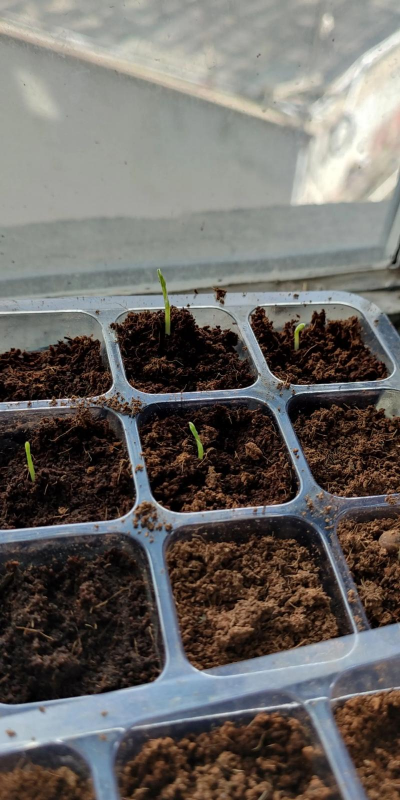 小众送妈妈的花有哪些花