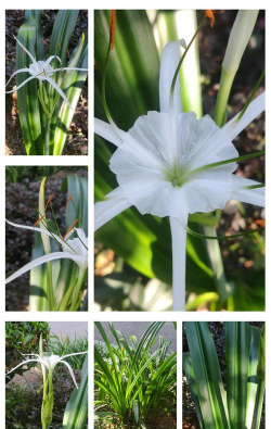 小众送妈妈的花有哪些花