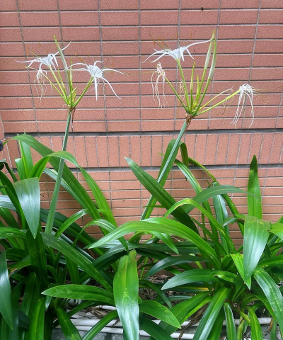 小众送妈妈的花有哪些花