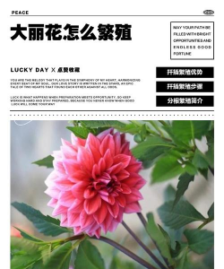 小众送妈妈的花有哪些花