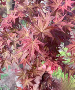 小众送妈妈的花有哪些花