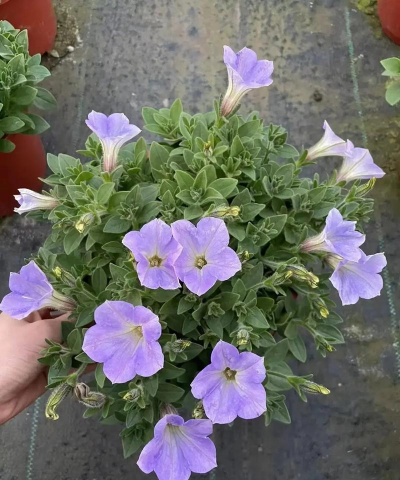 矮牵牛的温度管理要点