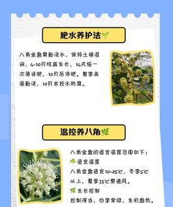 八角金盘的养殖方法和注意事项