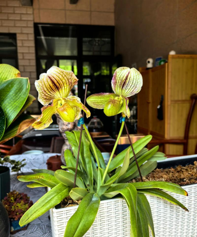 小众送妈妈的花有哪些花