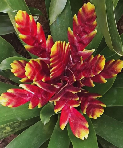 小众送妈妈的花有哪些花