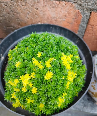 小众送妈妈的花有哪些花