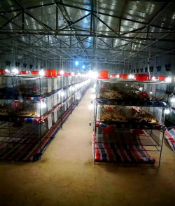 小众送妈妈的花有哪些花