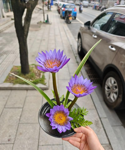 小众送妈妈的花有哪些花