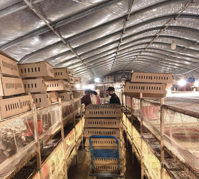 小众送妈妈的花有哪些花