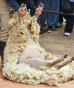 小众送妈妈的花有哪些花