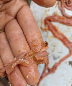 小众送妈妈的花有哪些花