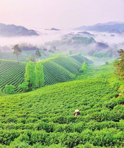 小众送妈妈的花有哪些花