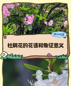 小众送妈妈的花有哪些花