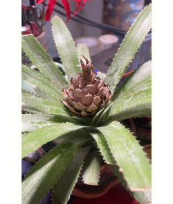 小众送妈妈的花有哪些花