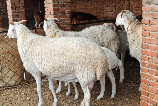 小众送妈妈的花有哪些花